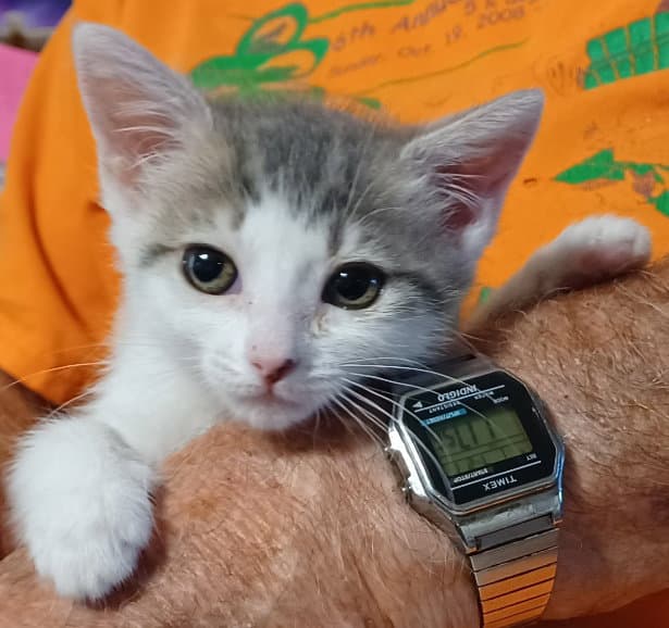 Leah - Tabby