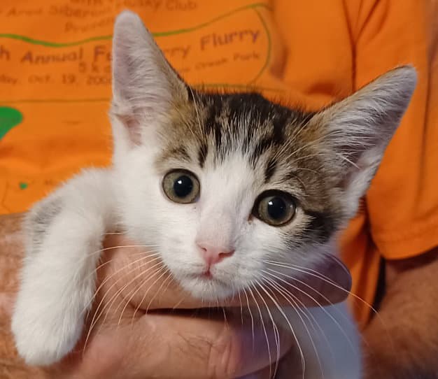 Noel - Tabby