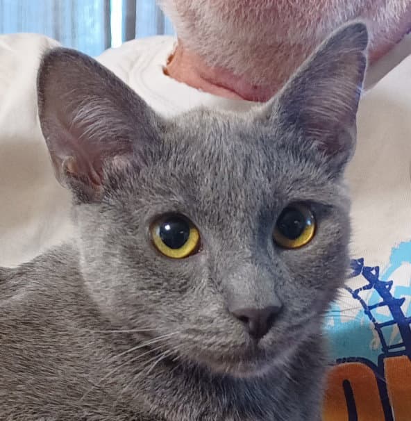 Trixie - Russian Blue