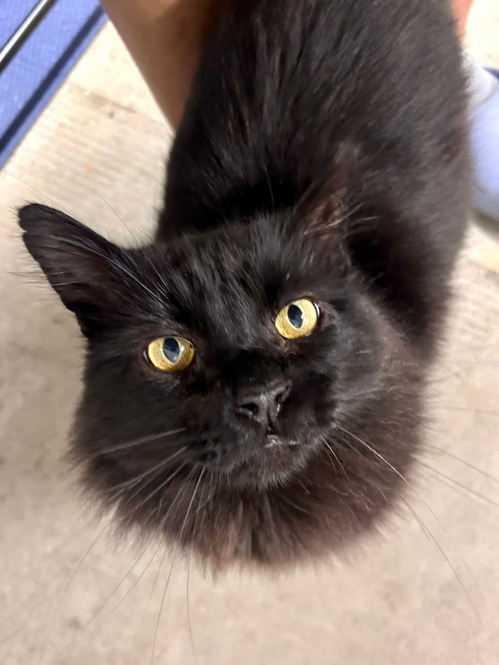 Lokki - Domestic Long Hair