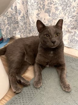 Roscoe image 2