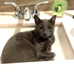 Roscoe image 1