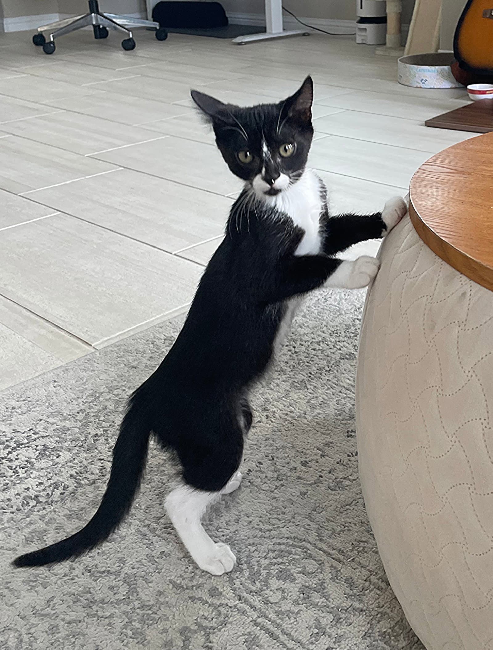 Belle Loren - Tuxedo