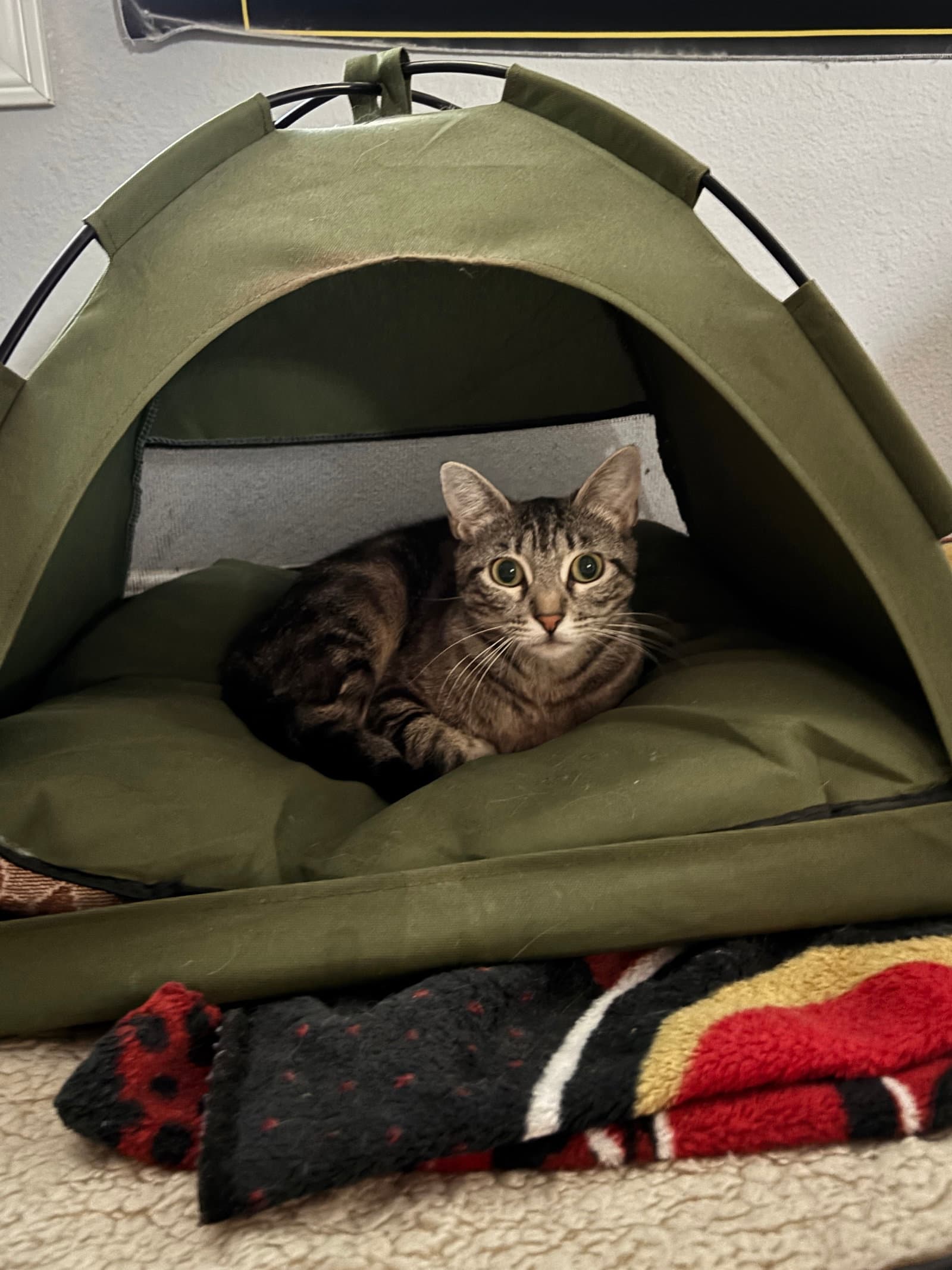 Momma - Tabby