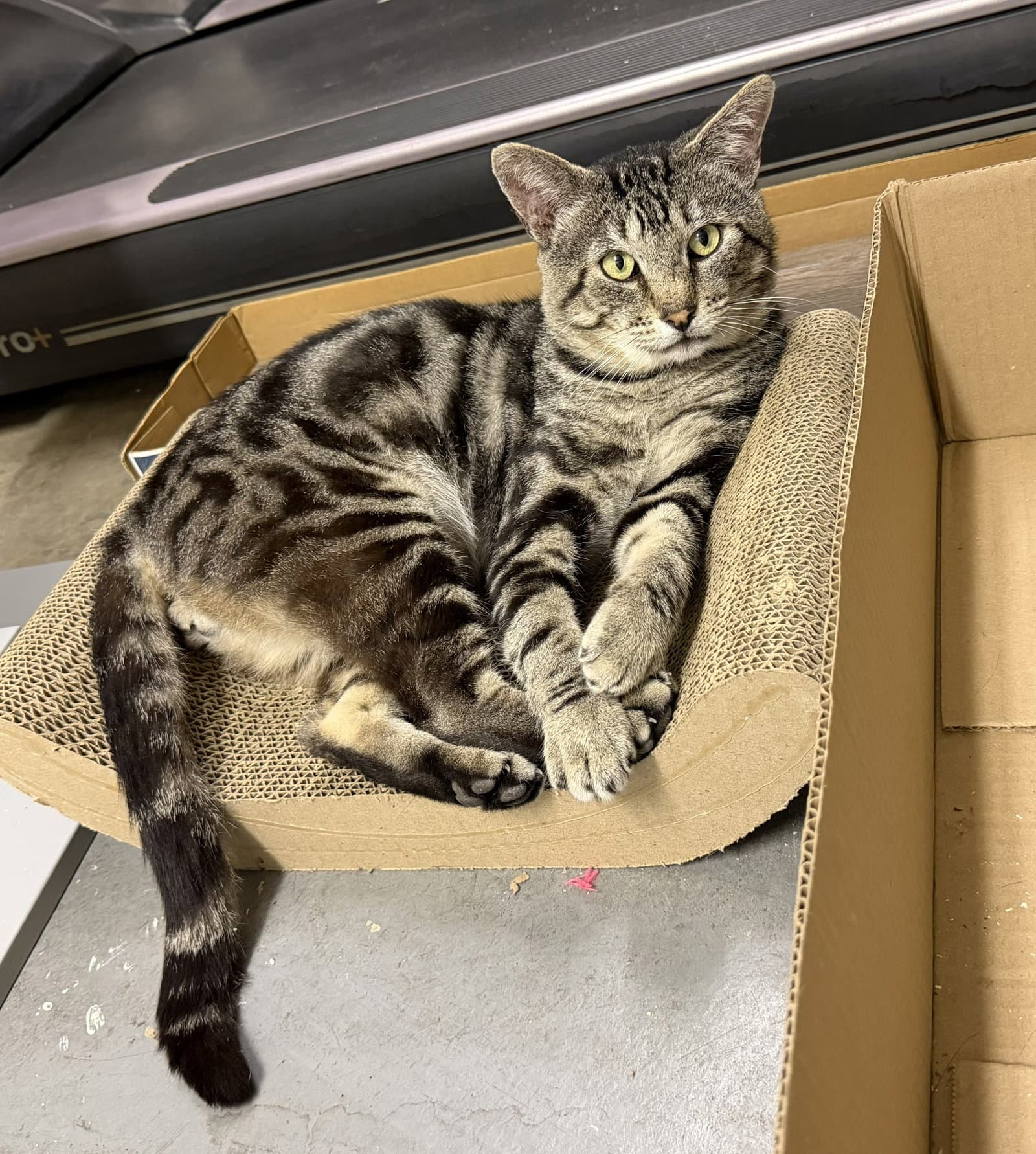 Max - Tabby
