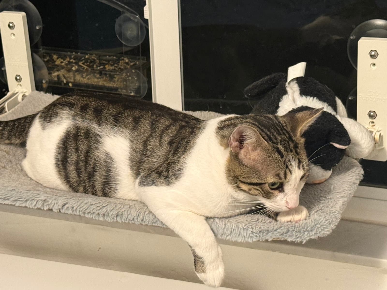 Bob - Domestic Short Hair