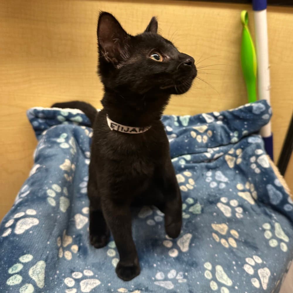 Elijah - Domestic Short Hair