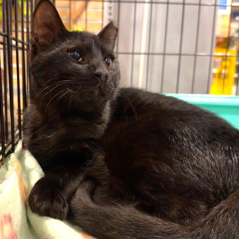 Isaac - Domestic Short Hair