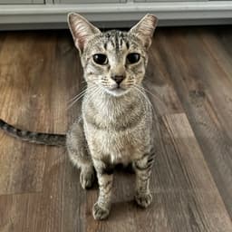 Carmela image 1
