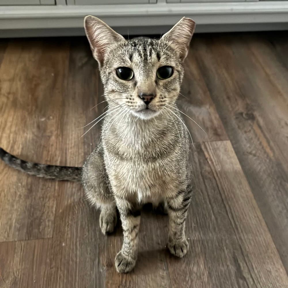 Carmela - Domestic Short Hair
