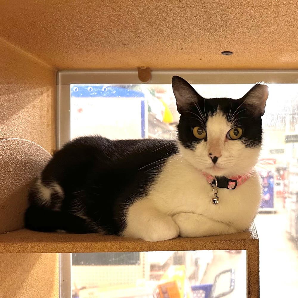 Cookie - Domestic Short Hair