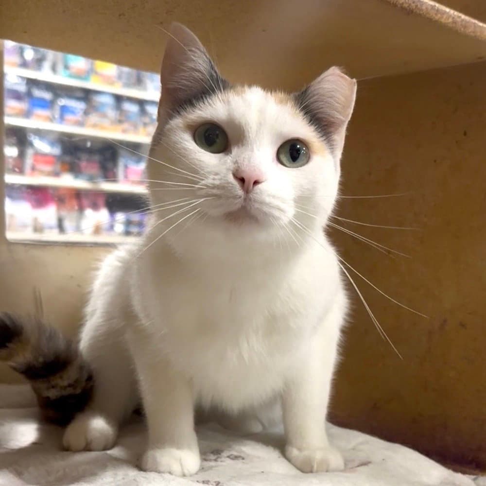 Louise - Domestic Short Hair