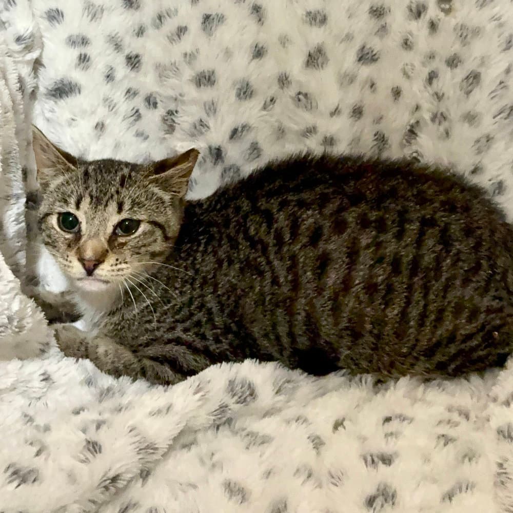 Odin - Domestic Short Hair