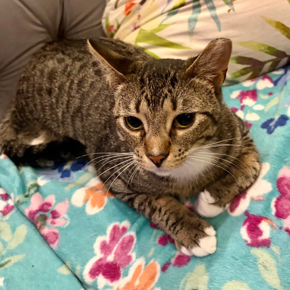 Odin - Domestic Short Hair