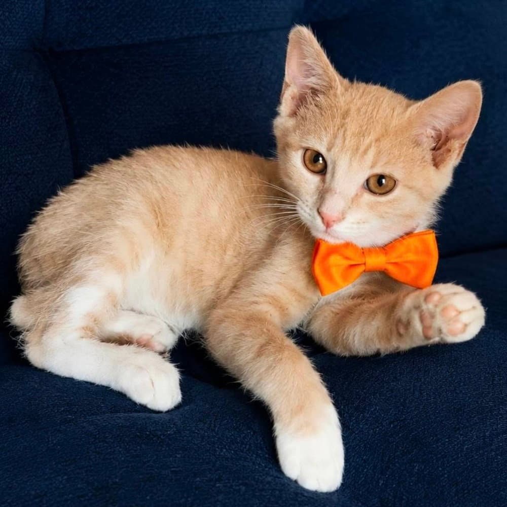 Remy - Domestic Short Hair