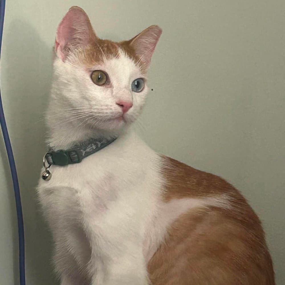 Dexter - Domestic Short Hair