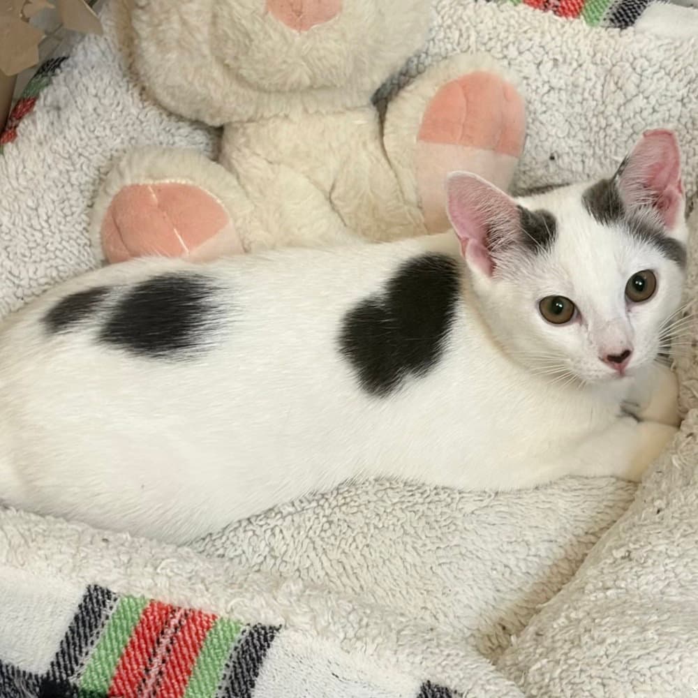 Pixie - Domestic Short Hair