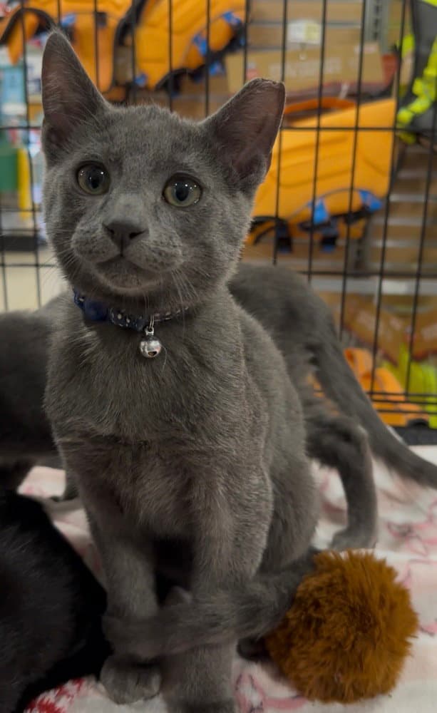 Kol - Domestic Short Hair