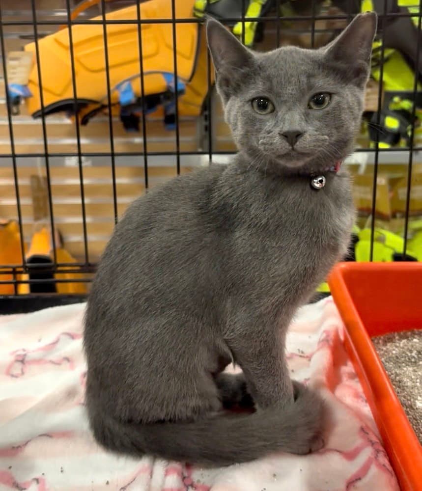 Moon - Domestic Short Hair