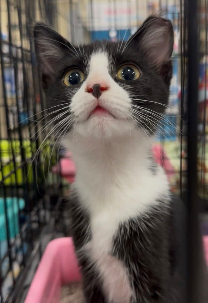 Larea - Domestic Short Hair