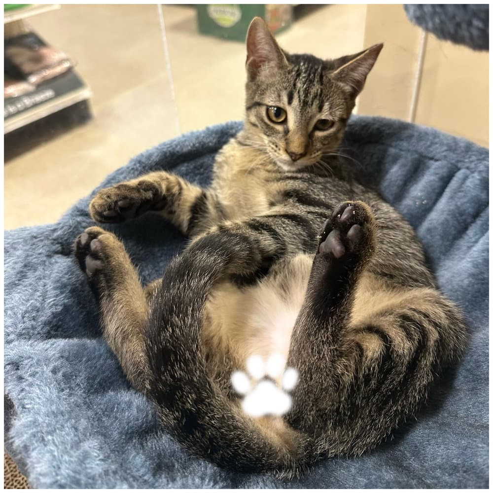 Cayden - Domestic Short Hair