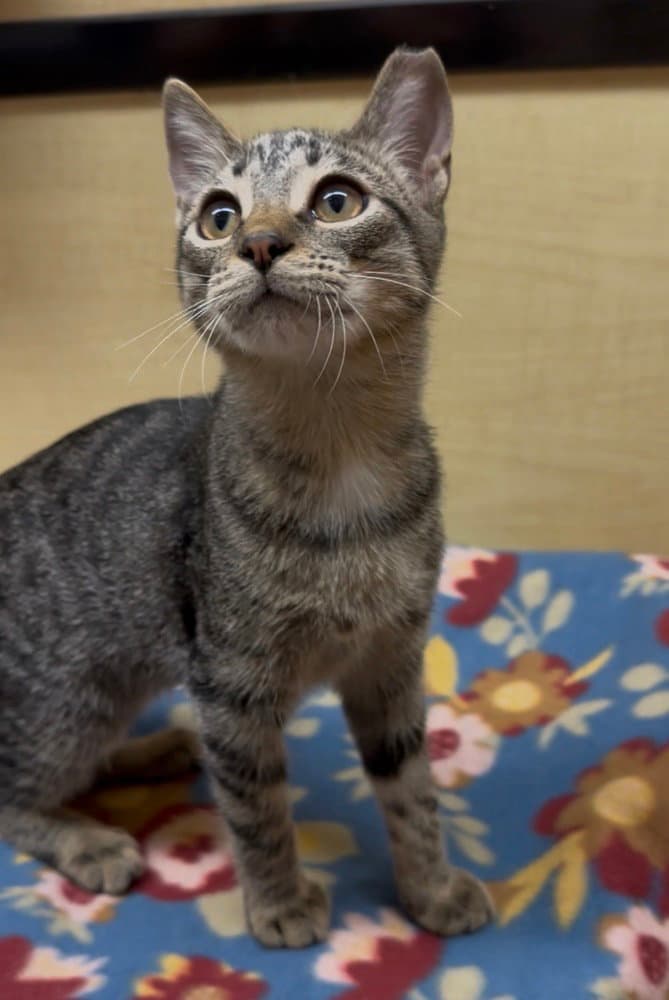 Cayden - Domestic Short Hair