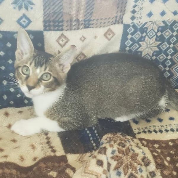 Rootbeer - Domestic Short Hair