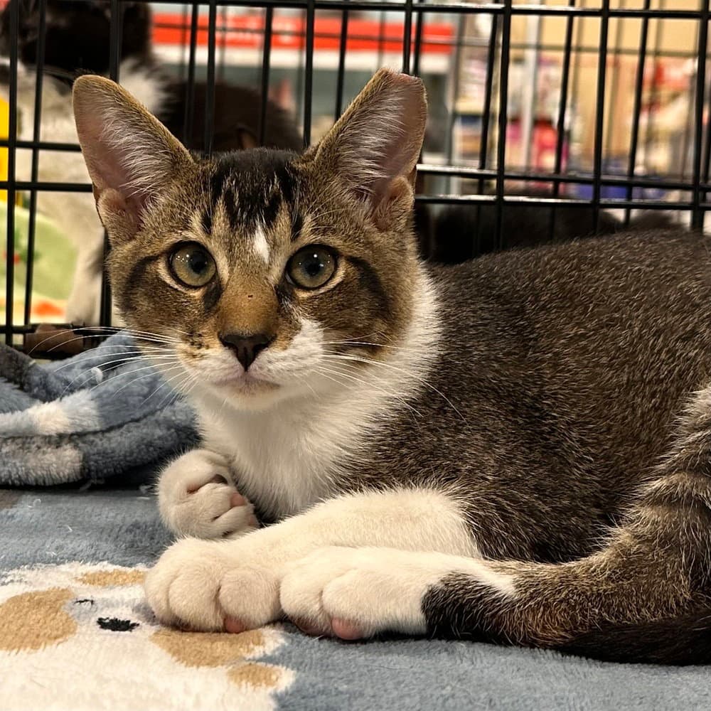 Rootbeer - Domestic Short Hair