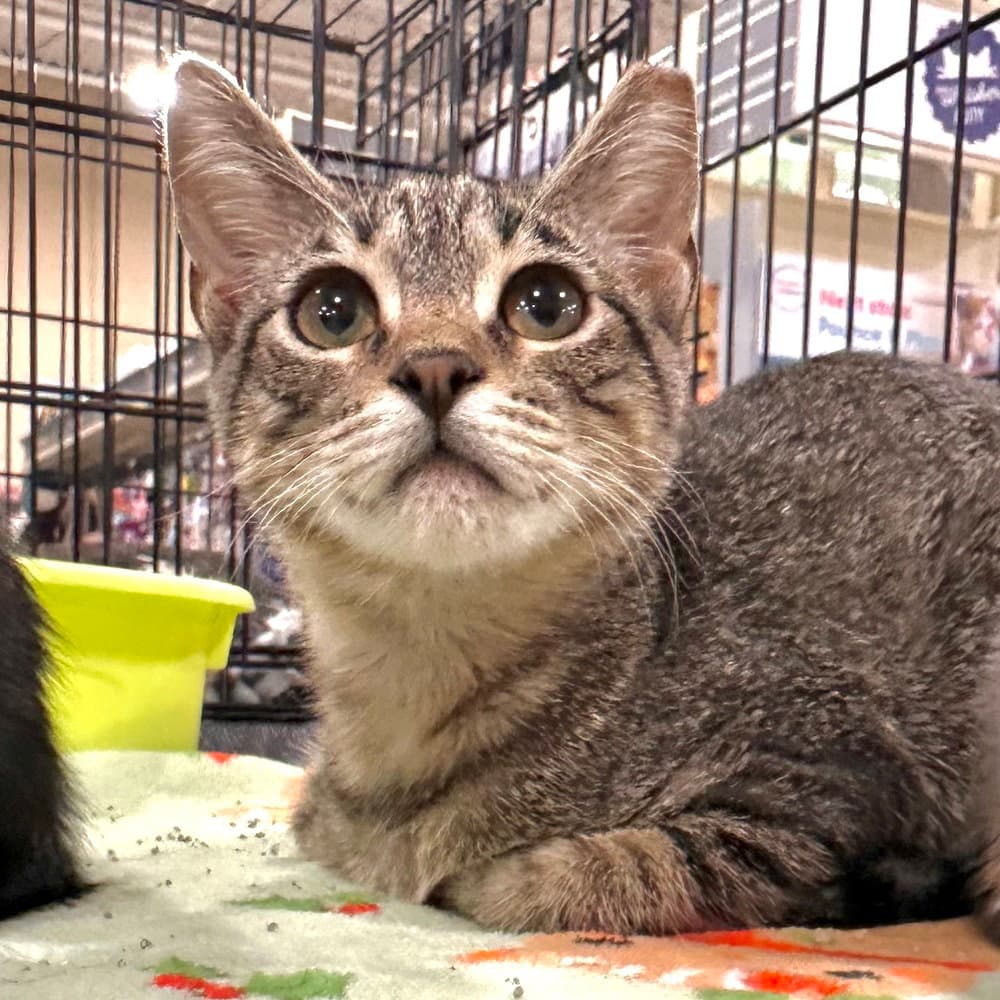 Camden - Domestic Short Hair
