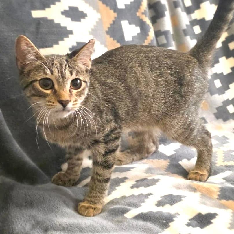 Camden - Domestic Short Hair