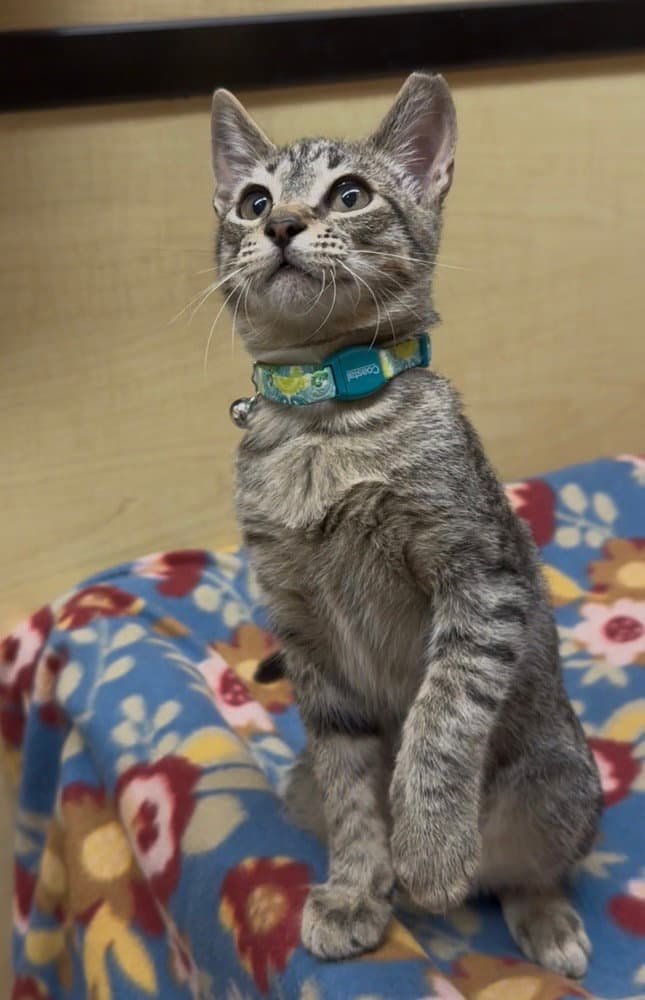 Cason - Domestic Short Hair