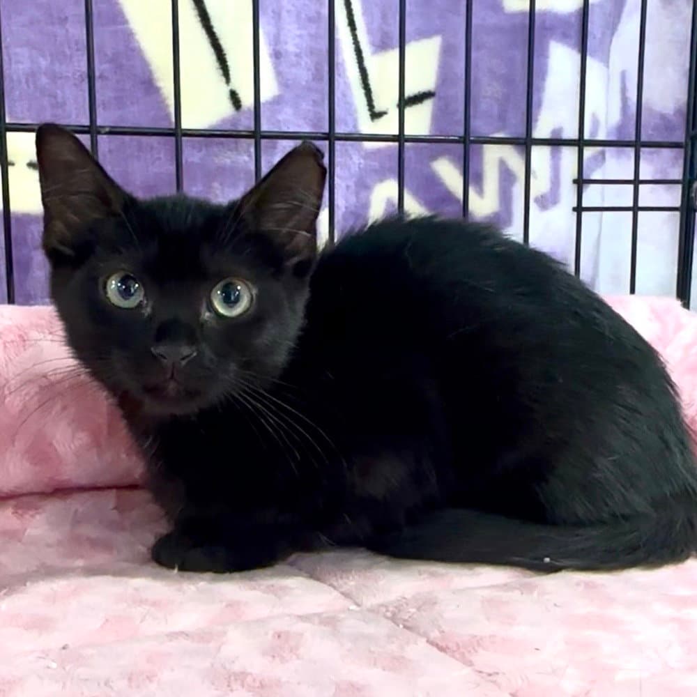Wei - Yin - Domestic Short Hair