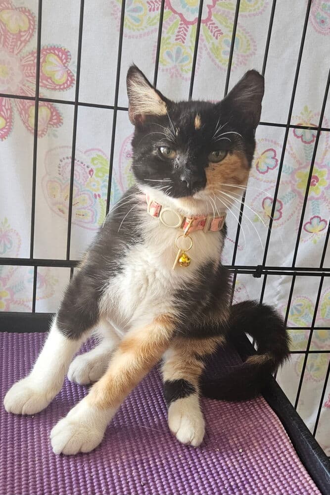 Davia - Domestic Short Hair
