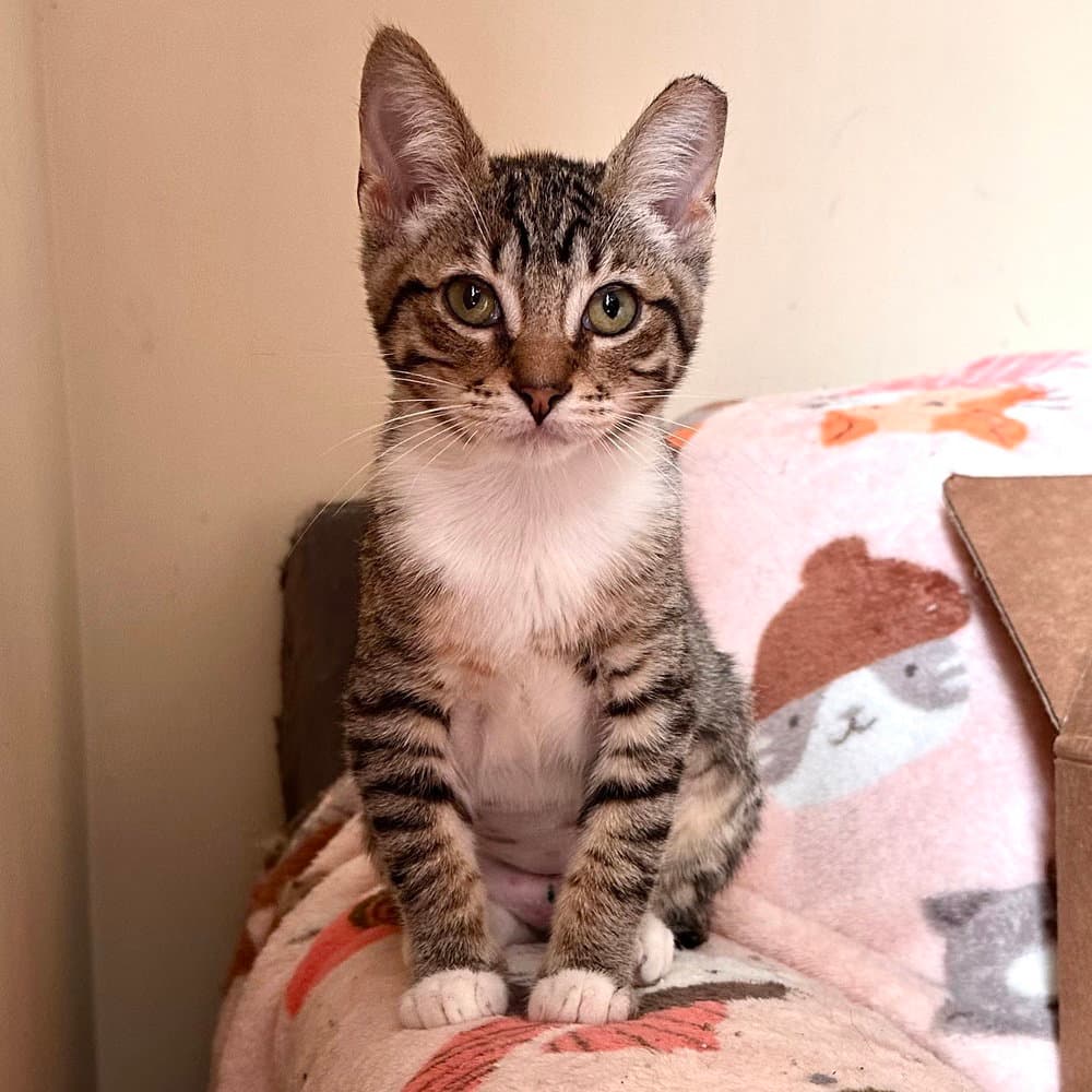 Tenia - Domestic Short Hair