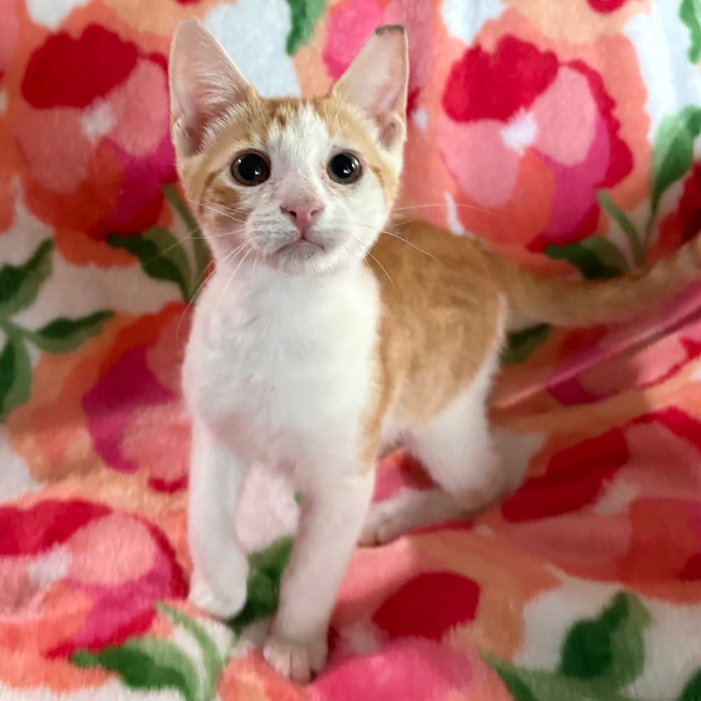 Kenobi - Domestic Short Hair