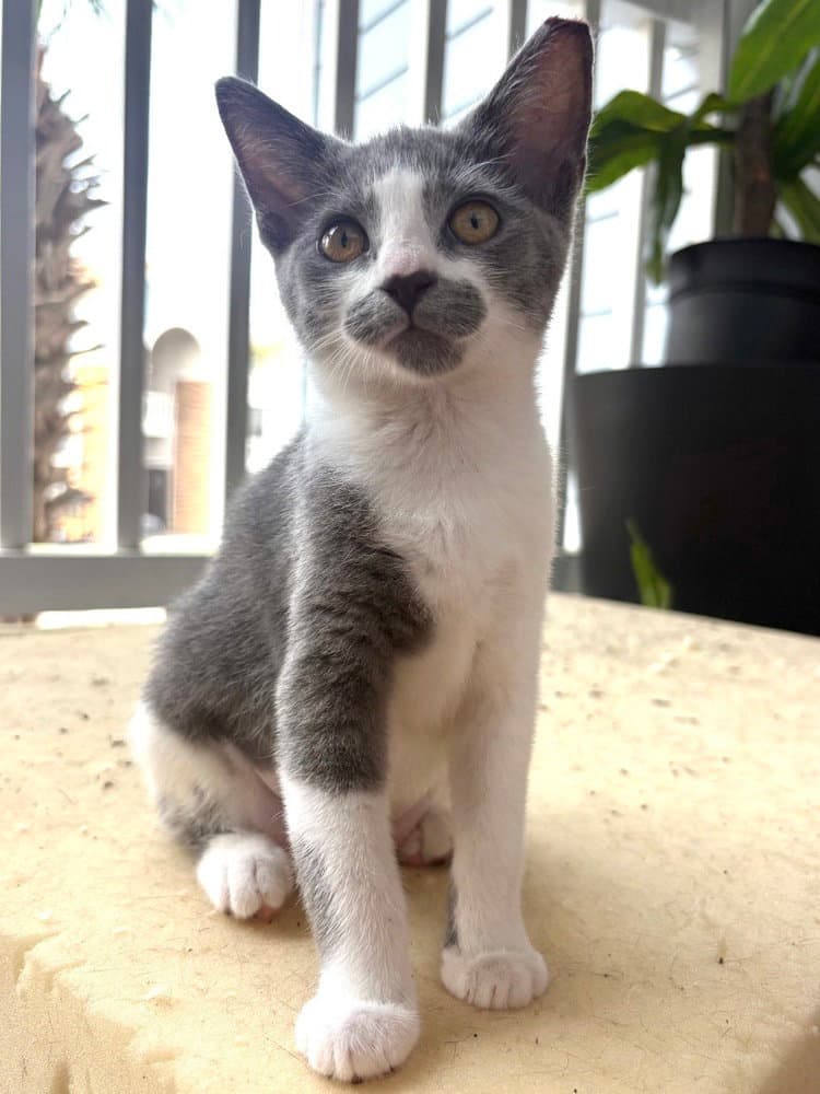 Sparrow - Domestic Short Hair