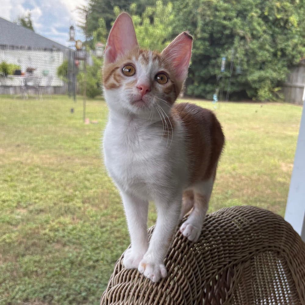 Juneau - Domestic Short Hair