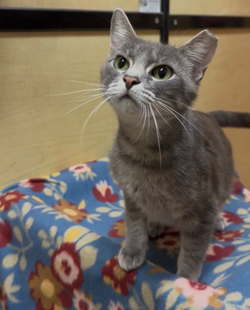 Missy - Domestic Short Hair