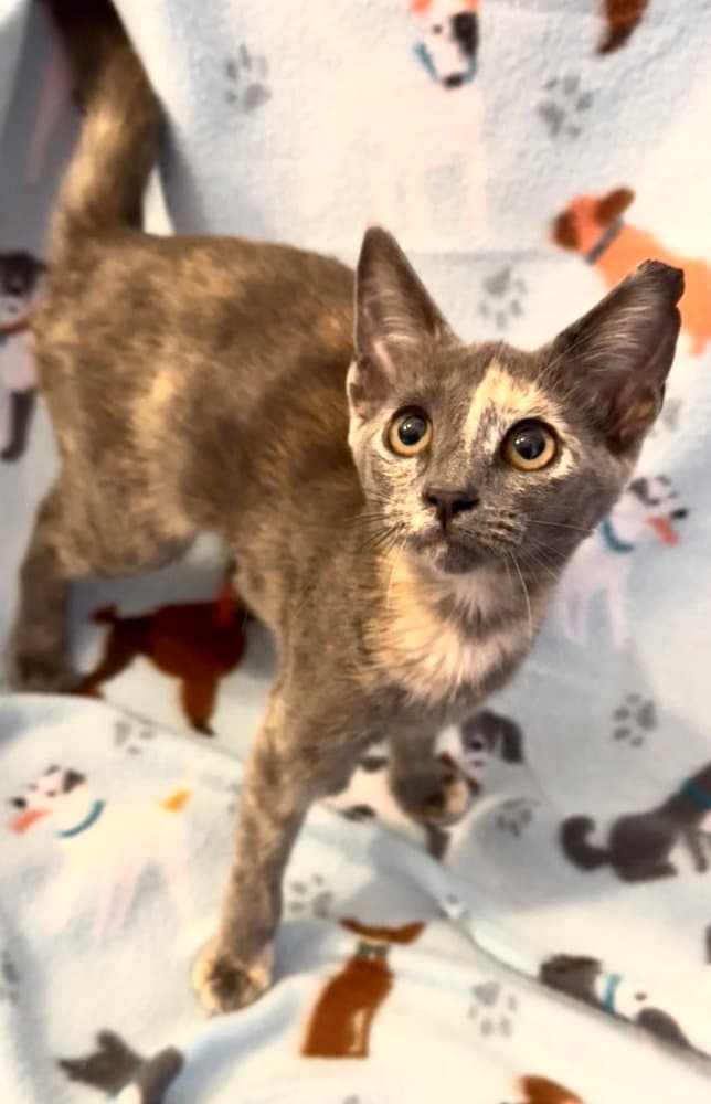 Jencie - Domestic Short Hair