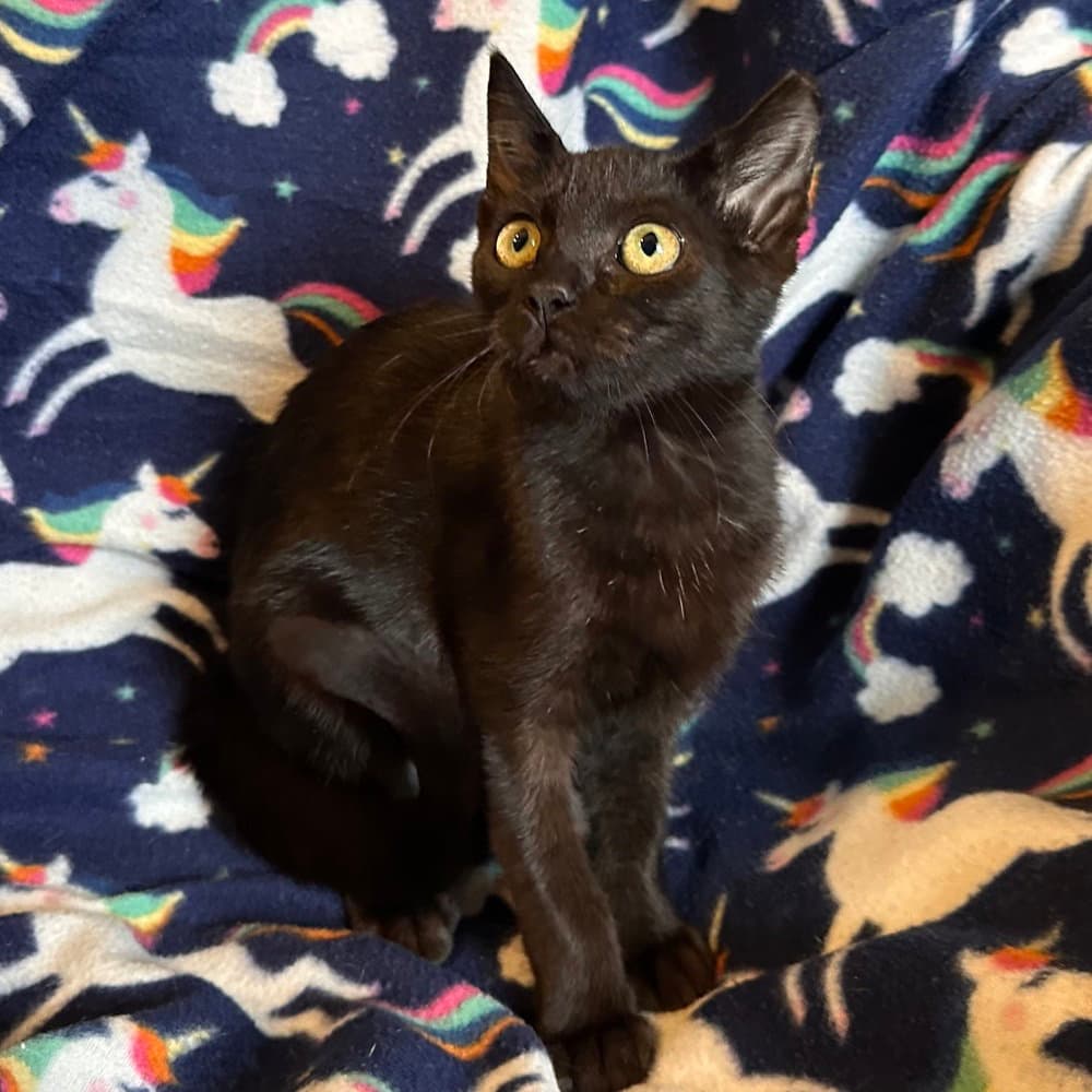 Delancy - Domestic Short Hair