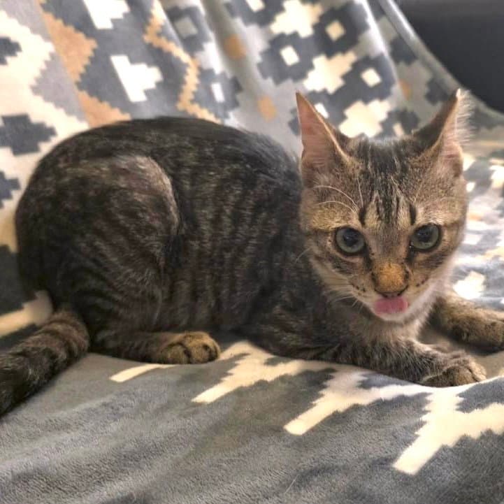 Brock - Domestic Short Hair