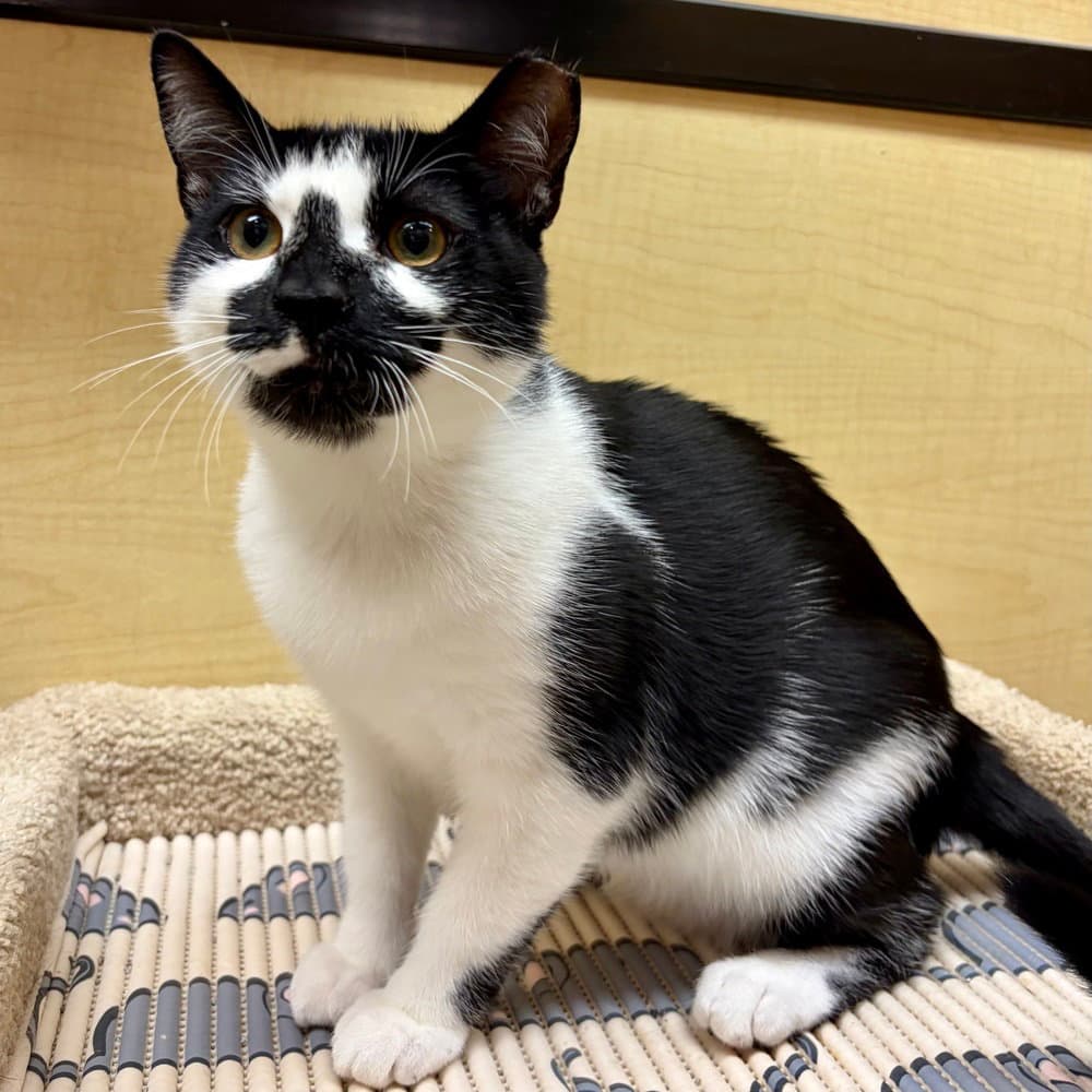 Santino - Domestic Short Hair