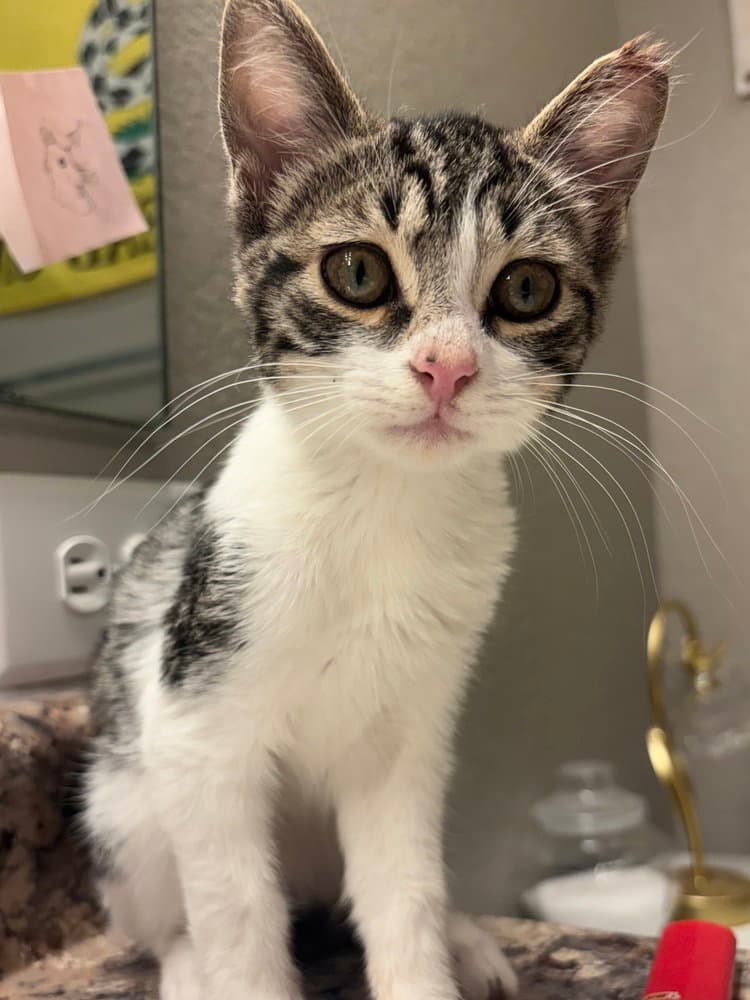 Kiran - Domestic Short Hair