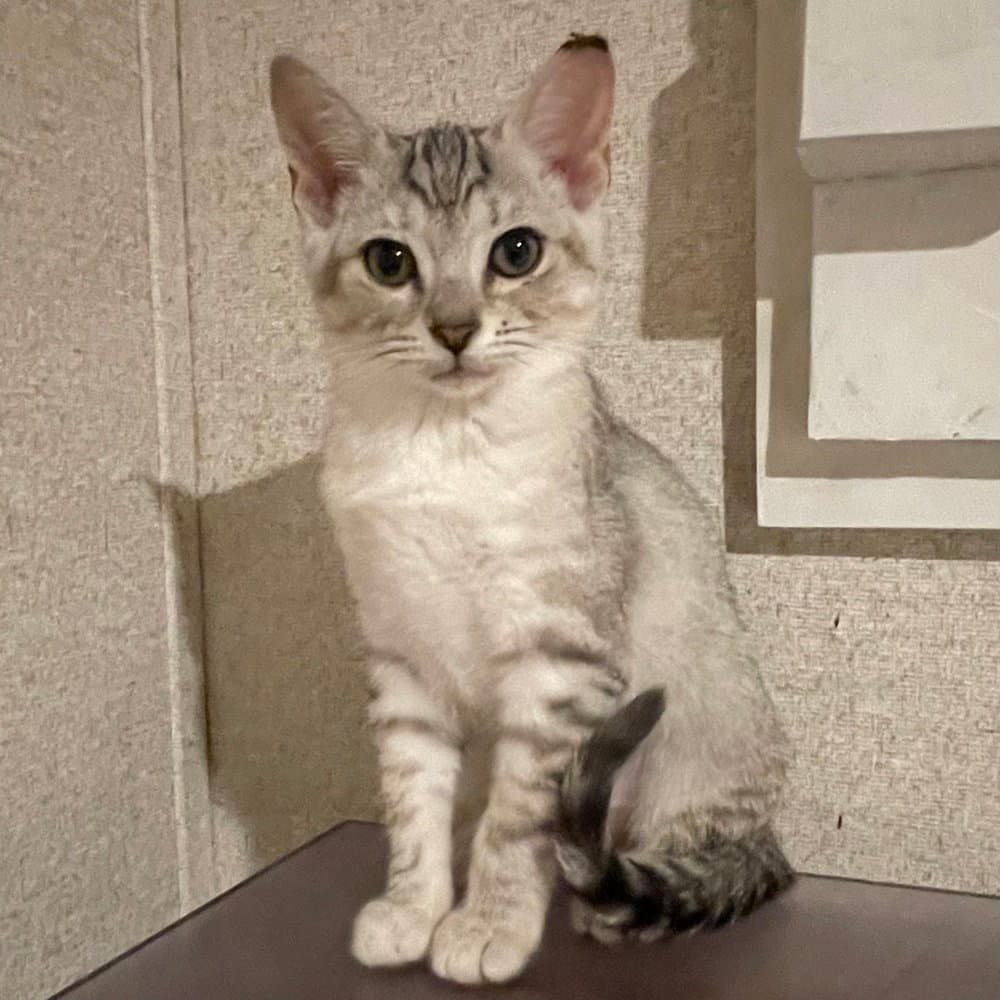 Marble - Domestic Short Hair