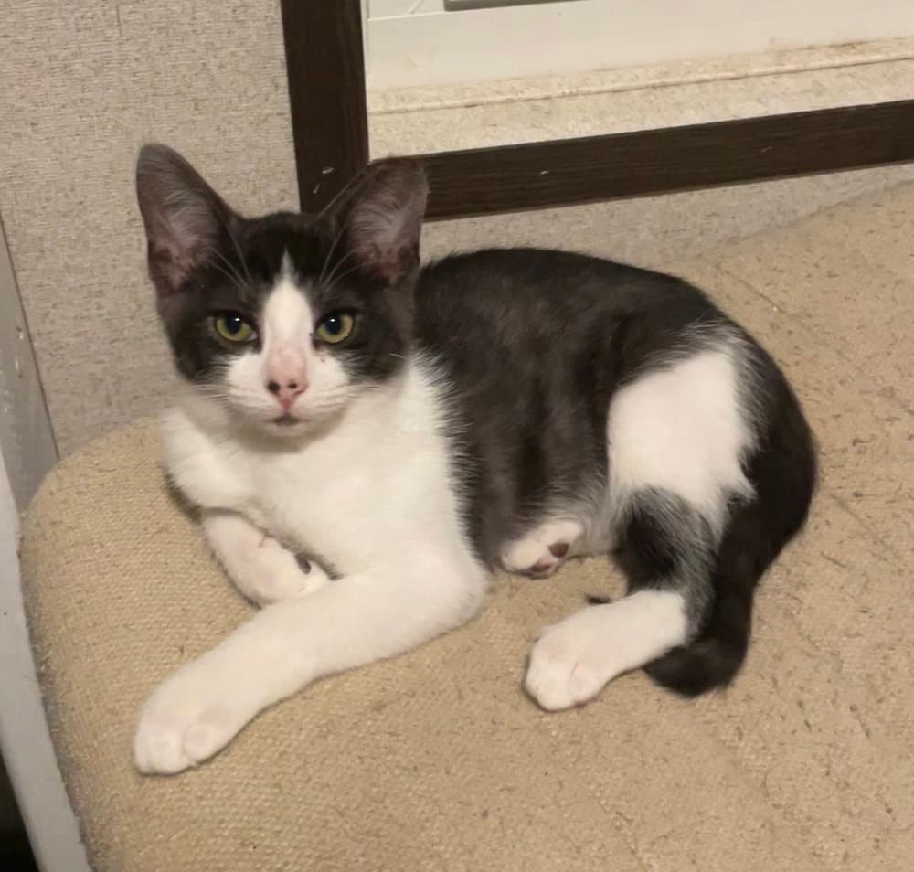 Mr Bean - Domestic Short Hair