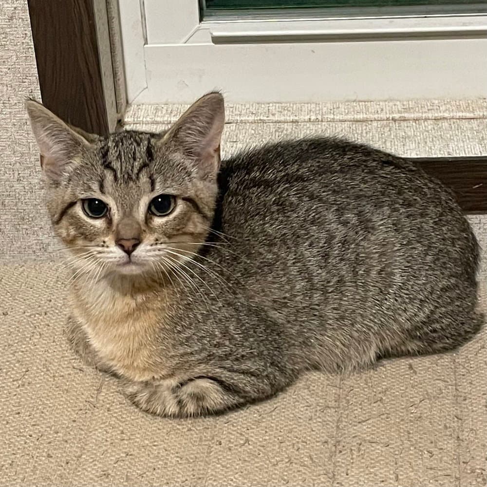 Saber - Domestic Short Hair