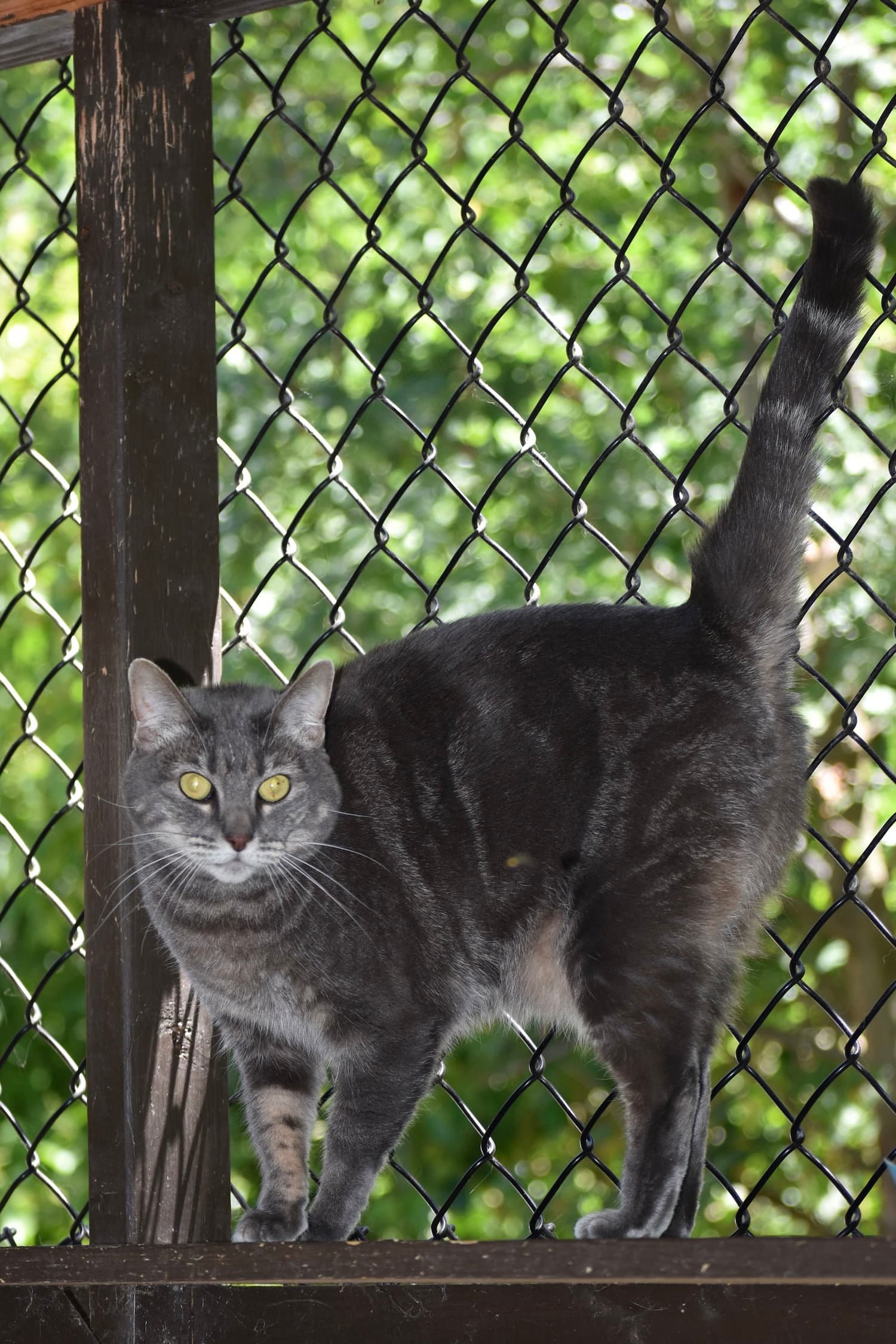 Jumper - Domestic Short Hair