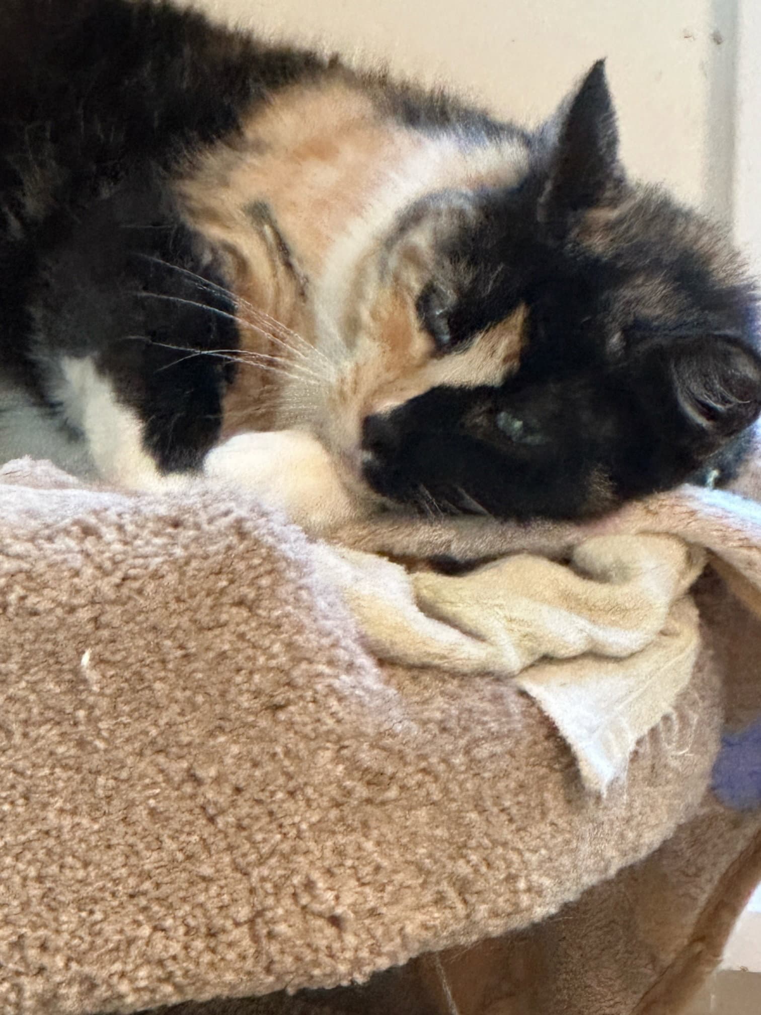 Sweetie - Domestic Medium Hair