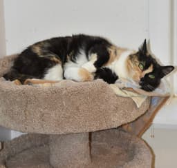Sweetie image 2