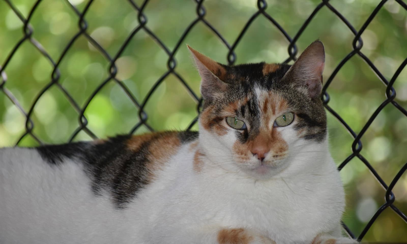 Cali - Domestic Short Hair